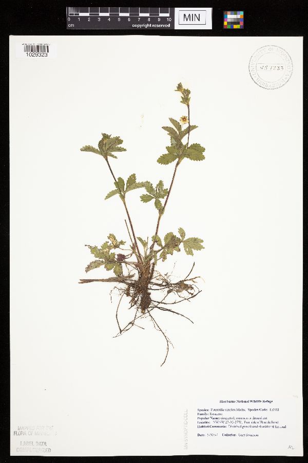 Potentilla simplex image