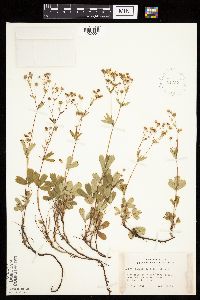 Sibbaldiopsis tridentata image