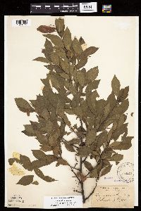 Image of Prunus maritima