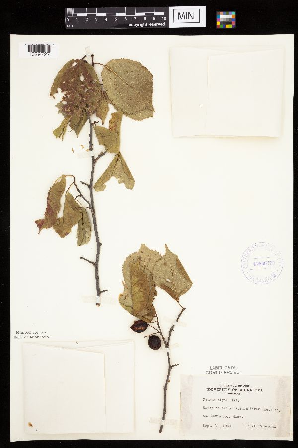 Prunus nigra image