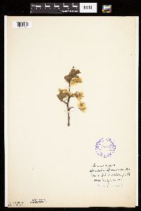 Prunus nigra image