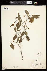 Prunus nigra image