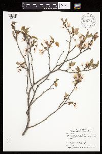 Prunus nigra image