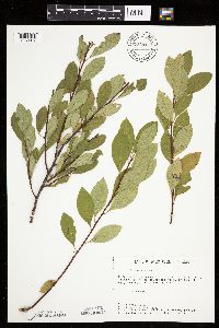 Image of Prunus pumila