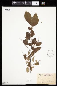 Prunus virginiana image