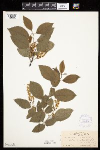 Prunus virginiana image