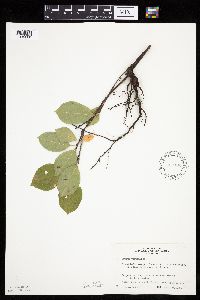 Prunus virginiana image