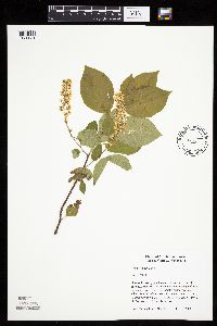 Prunus virginiana image