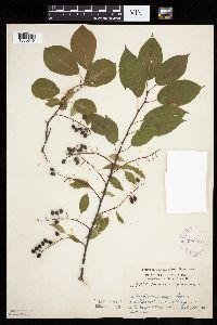 Prunus virginiana image