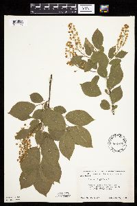 Prunus virginiana image