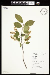 Prunus virginiana image