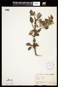 Image of Malus prunifolia