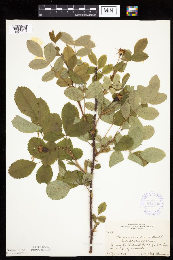 Rosa acicularis subsp. sayi image