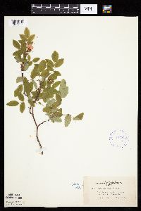 Rosa acicularis subsp. sayi image
