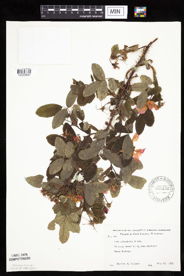 Rosa acicularis subsp. sayi image