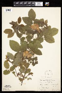 Rosa acicularis image