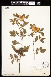 Rosa palustris image