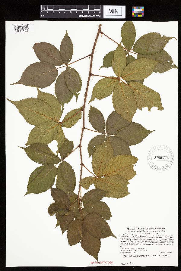 Rubus ablatus image