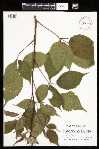 Image of Rubus ablatus