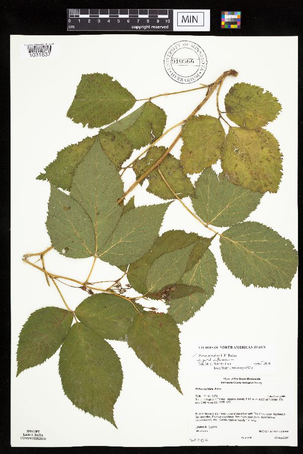 Rubus acridens image