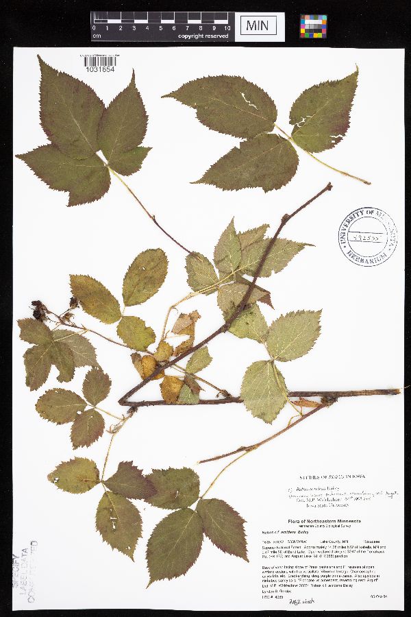 Rubus acridens image