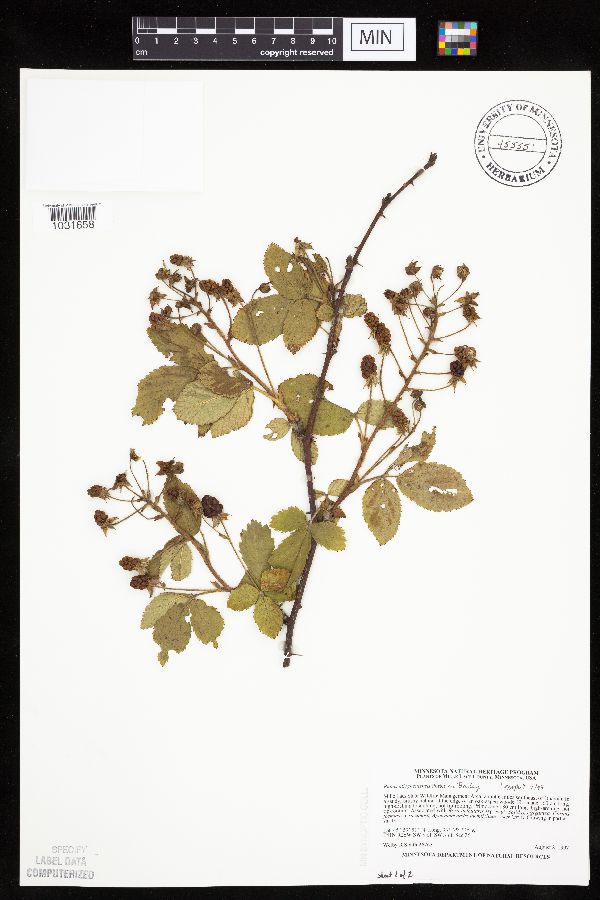 Rubus allegheniensis image