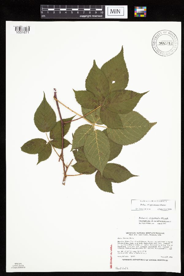 Rubus elegantulus image