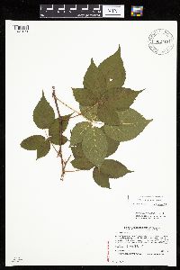 Image of Rubus elegantulus