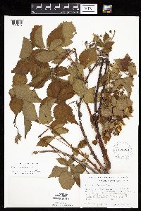 Image of Rubus allegheniensis