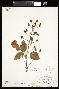 Rubus alumnus image