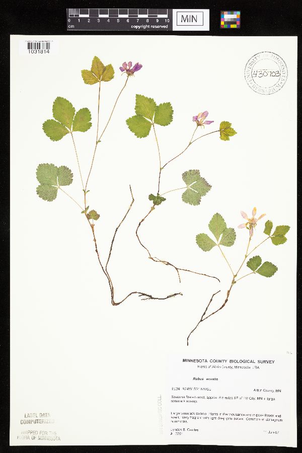 Rubus arcticus image