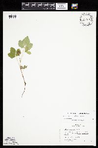 Rubus arcticus image