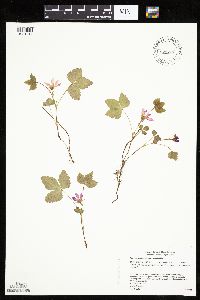 Rubus arcticus subsp. acaulis image