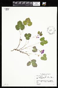 Rubus arcticus image