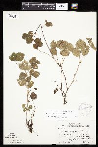 Rubus arcticus subsp. acaulis image