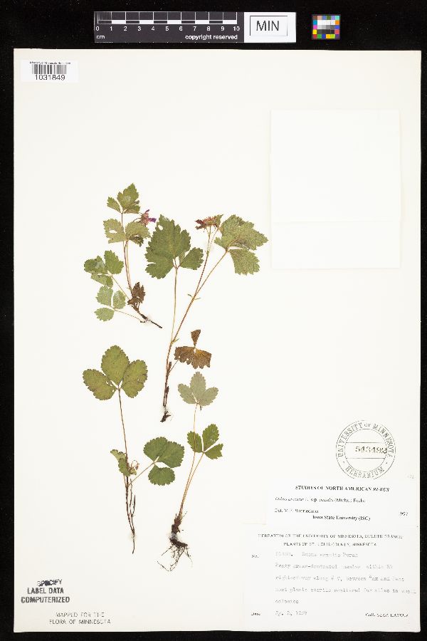 Rubus arcticus image