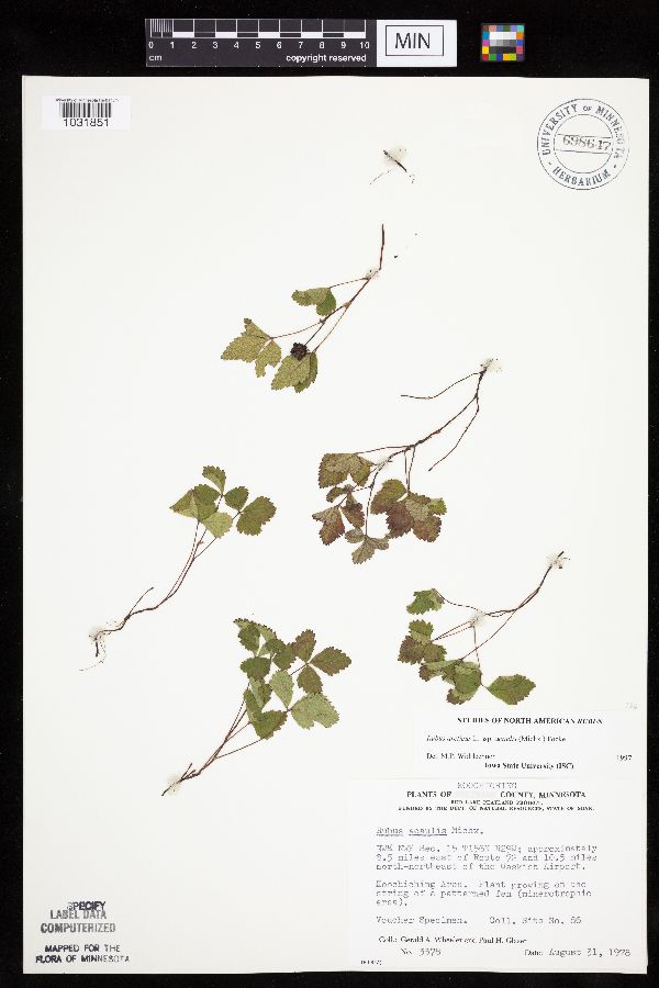 Rubus arcticus image