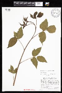 Rubus canadensis image