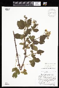 Image of Rubus quaesitus