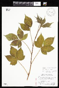 Image of Rubus dissensus