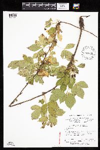 Rubus ferrofluvius image