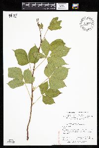 Rubus ferrofluvius image