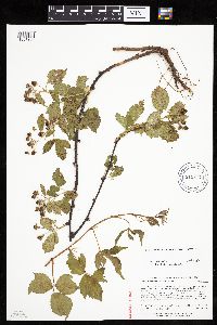 Rubus ferrofluvius image