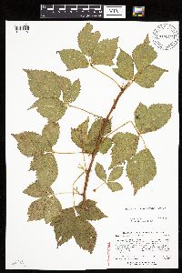 Rubus ferrofluvius image