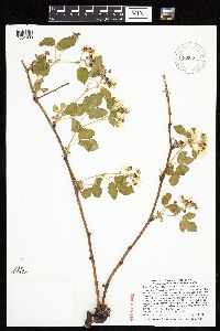 Rubus ferrofluvius image