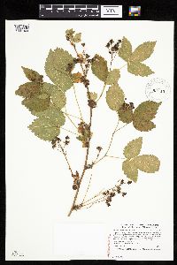 Rubus ferrofluvius image