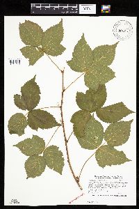 Rubus ferrofluvius image