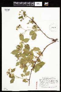 Rubus ferrofluvius image