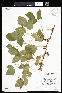 Rubus ferrofluvius image