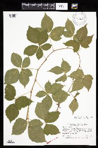 Rubus ferrofluvius image